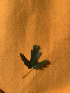 tara lui Doamne-ajuta