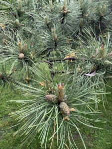 tara lui Doamne-ajuta!